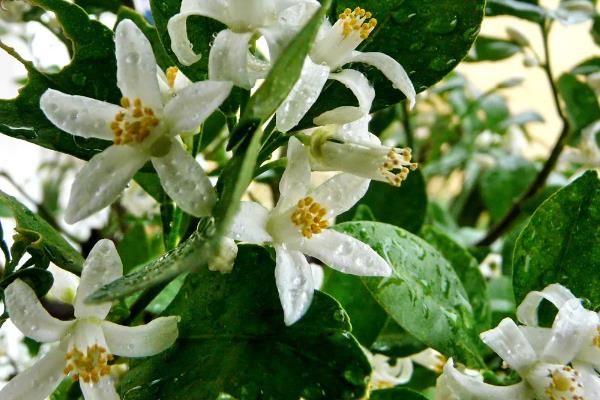 橘子核的播种方法，播种前用清水浸种可提升发芽率