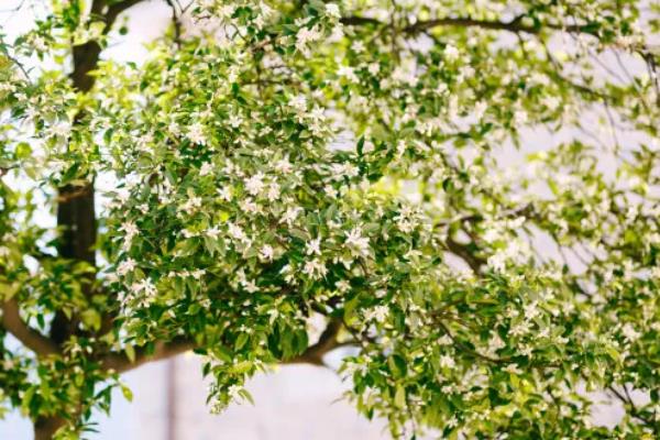 橘子核的播种方法，播种前用清水浸种可提升发芽率