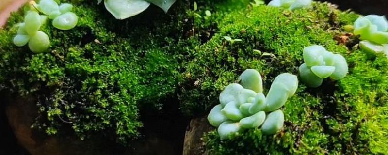 如何用水苔种植多肉植物，水苔记得提前泡在水中