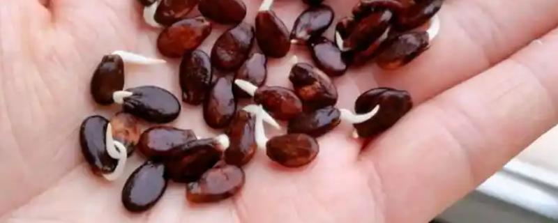 西瓜籽泡多长时间才可以发芽,需要用温水浸种2小时再放到适温中