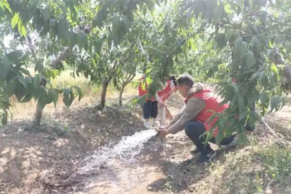 核桃树过多久才会结果，种植7-8年才具备结果能力