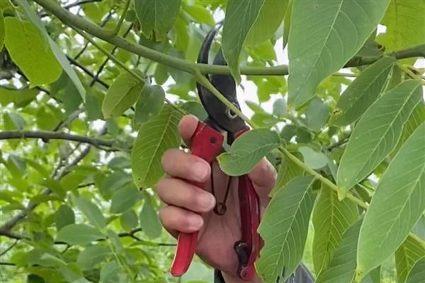 核桃树过多久才会结果，种植7-8年才具备结果能力