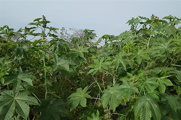 蓖麻的亩产量，平均产量为500-1000斤左右