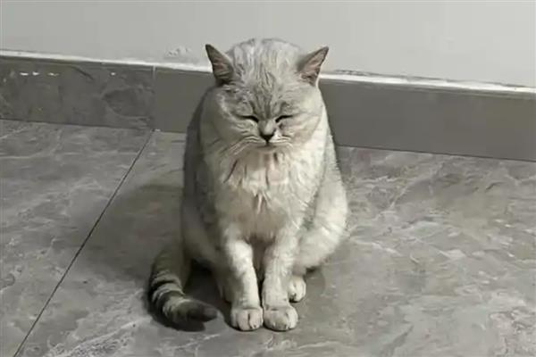 猫咪吃高蛋白猫粮后拉肚子的原因，可能是消化酶不足所致