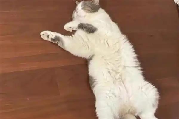 猫咪吃高蛋白猫粮后拉肚子的原因，可能是消化酶不足所致
