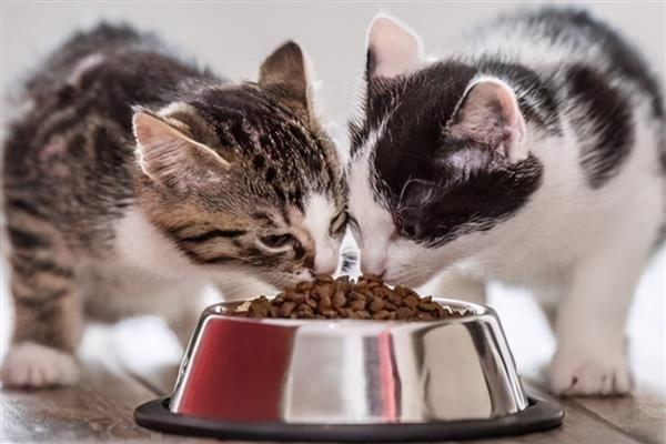 猫咪吃高蛋白猫粮后拉肚子的原因，可能是消化酶不足所致