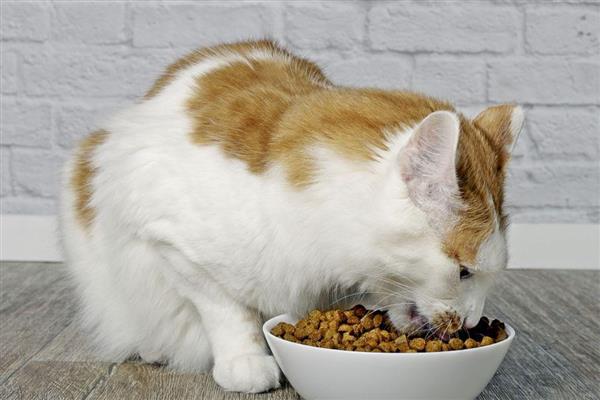 猫咪吃高蛋白猫粮后拉肚子的原因，可能是消化酶不足所致