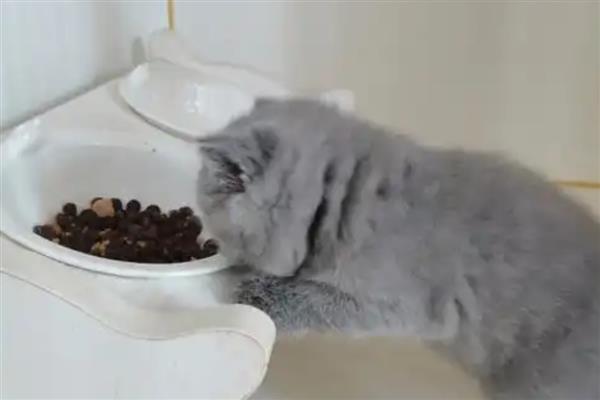猫咪吃高蛋白猫粮后拉肚子的原因，可能是消化酶不足所致