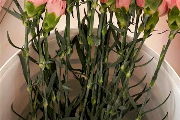 康乃馨要不要醒花，长途运输后需醒花才能正常开放