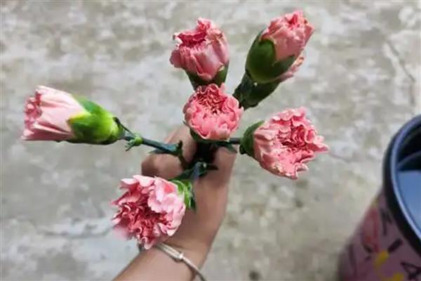 康乃馨要不要醒花，长途运输后需醒花才能正常开放