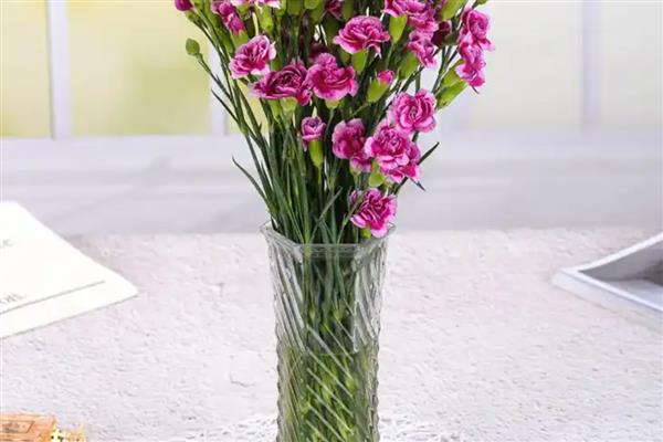 康乃馨要不要醒花，长途运输后需醒花才能正常开放