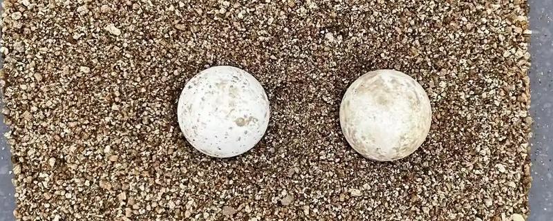 鳄龟蛋的孵化方法,将孵化箱内的温度保持在28-30℃