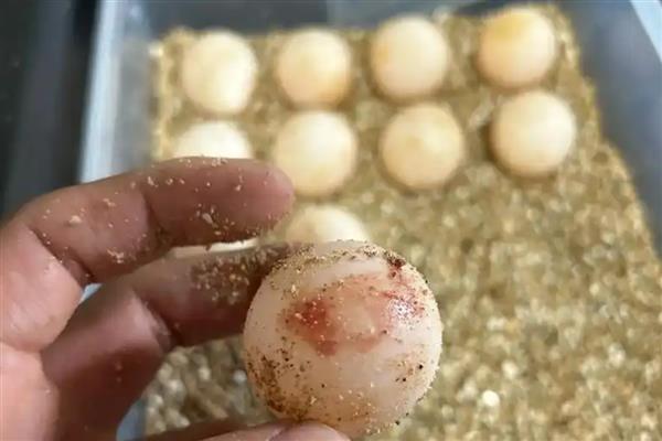 鳄龟蛋的孵化方法,将孵化箱内的温度保持在28-30℃