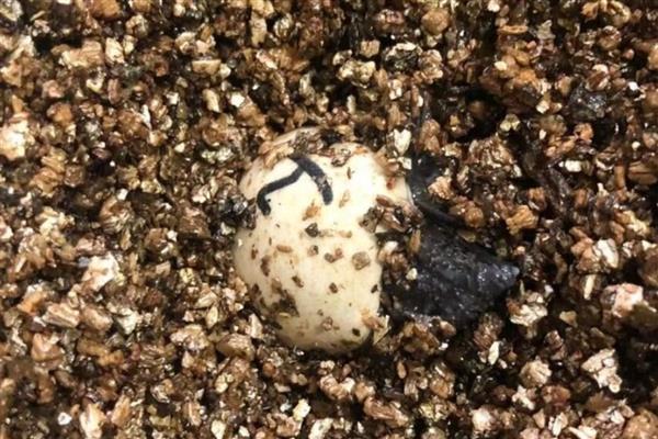 鳄龟蛋的孵化方法,将孵化箱内的温度保持在28-30℃