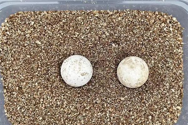 鳄龟蛋的孵化方法,将孵化箱内的温度保持在28-30℃
