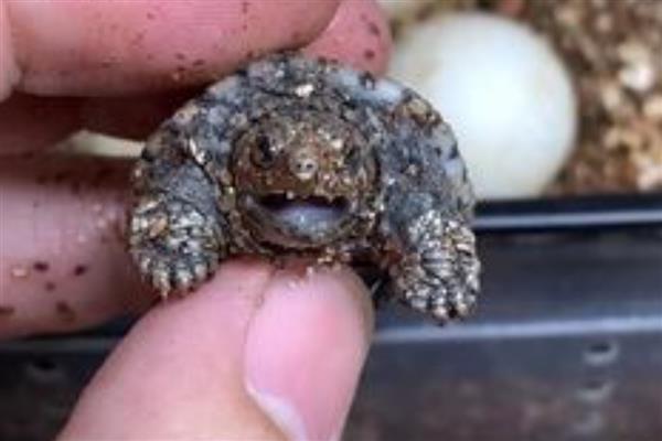 鳄龟蛋的孵化方法,将孵化箱内的温度保持在28-30℃