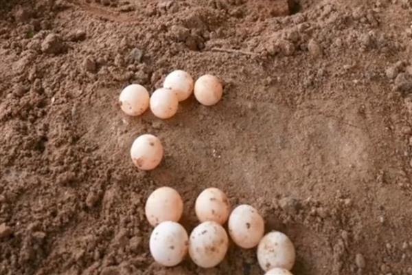 鳄龟蛋的孵化方法,将孵化箱内的温度保持在28-30℃