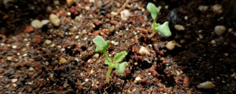 鼠尾草种子发芽所需时间，播种后经过3-5天便可萌发