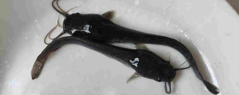 养殖胡子鲶鱼怎么防治病害，防治病毒性烂皮病可用生石灰兑水泼洒