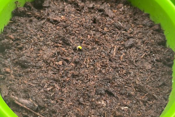 鼠尾草种子发芽所需时间，播种后经过3-5天便可萌发