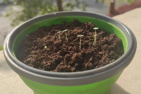鼠尾草种子发芽所需时间，播种后经过3-5天便可萌发