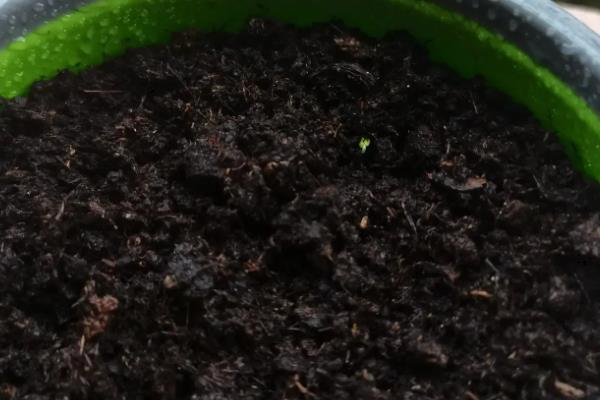 鼠尾草种子发芽所需时间，播种后经过3-5天便可萌发