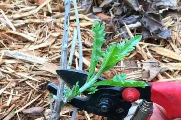 鼠尾草种子发芽所需时间，播种后经过3-5天便可萌发