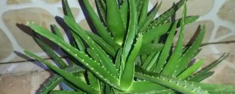 盆栽芦荟的种植条件，一定要使用沙质土壤