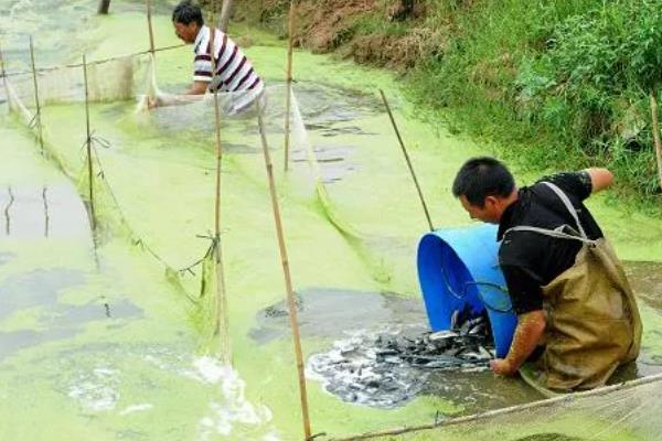 养殖胡子鲶鱼怎么防治病害,防治病毒性烂皮病可用生石灰兑水泼洒
