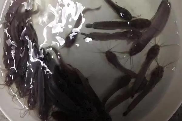 养殖胡子鲶鱼怎么防治病害,防治病毒性烂皮病可用生石灰兑水泼洒