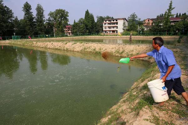 养殖胡子鲶鱼怎么防治病害,防治病毒性烂皮病可用生石灰兑水泼洒