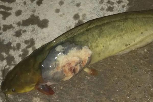 养殖胡子鲶鱼怎么防治病害,防治病毒性烂皮病可用生石灰兑水泼洒