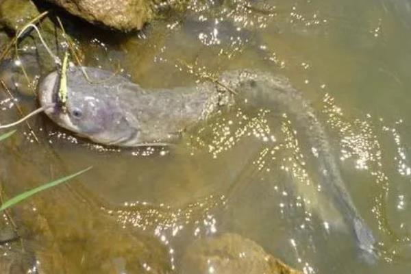 养殖胡子鲶鱼怎么防治病害,防治病毒性烂皮病可用生石灰兑水泼洒