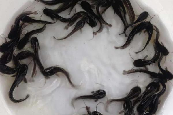 养殖胡子鲶鱼怎么防治病害,防治病毒性烂皮病可用生石灰兑水泼洒