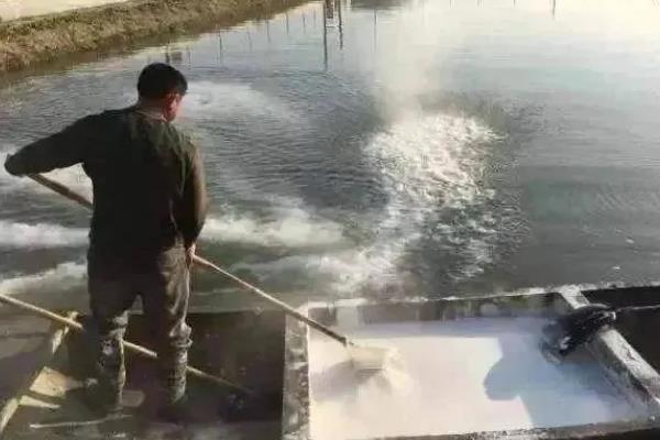 养殖胡子鲶鱼怎么防治病害,防治病毒性烂皮病可用生石灰兑水泼洒