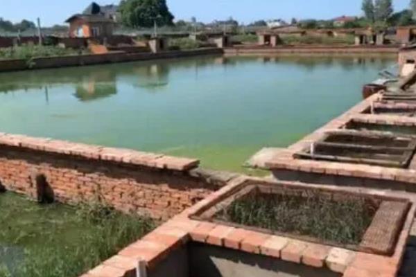 养殖胡子鲶鱼怎么防治病害,防治病毒性烂皮病可用生石灰兑水泼洒