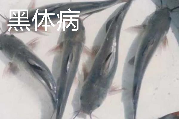 养殖胡子鲶鱼怎么防治病害,防治病毒性烂皮病可用生石灰兑水泼洒