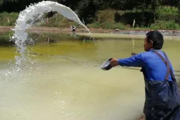 养殖胡子鲶鱼怎么防治病害,防治病毒性烂皮病可用生石灰兑水泼洒