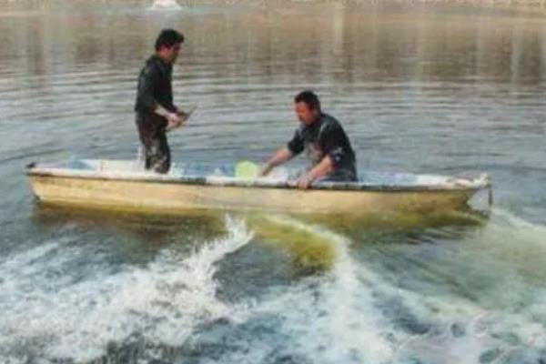 养殖胡子鲶鱼怎么防治病害,防治病毒性烂皮病可用生石灰兑水泼洒