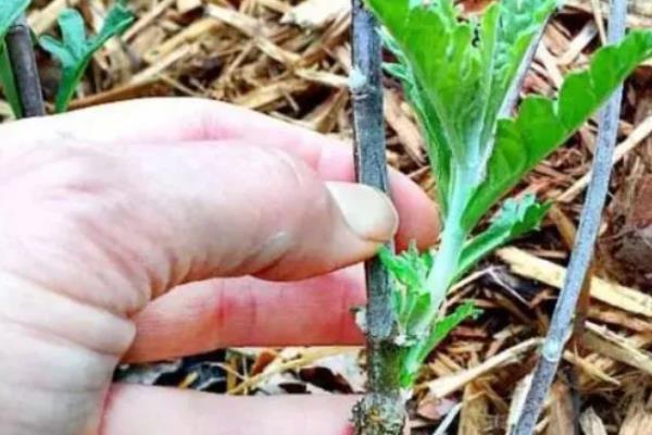 鼠尾草种子发芽所需时间，播种后经过3-5天便可萌发