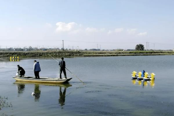 养殖胡子鲶鱼怎么防治病害,防治病毒性烂皮病可用生石灰兑水泼洒