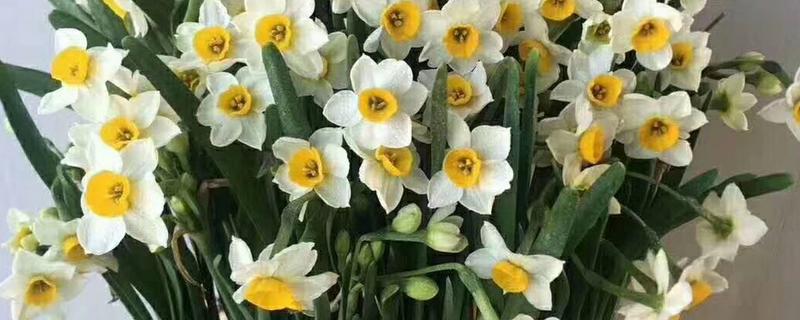 洋水仙的种植方法,9月份播种为佳