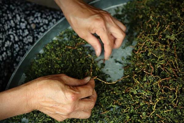 铁观音是不是红茶，属于乌龙茶的下属分支