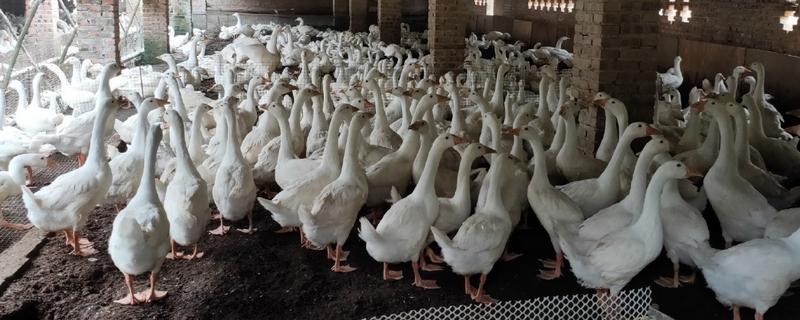 肉鹅的养殖方式，幼鹅的养殖温度保持在25-28℃