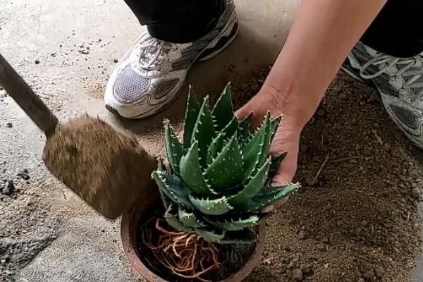 盆栽芦荟的种植条件，一定要使用沙质土壤