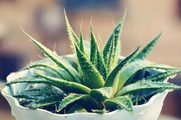 盆栽芦荟的种植条件，一定要使用沙质土壤