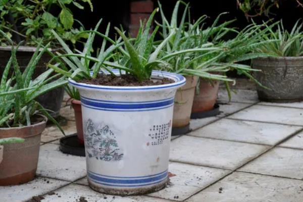 盆栽芦荟的种植条件，一定要使用沙质土壤