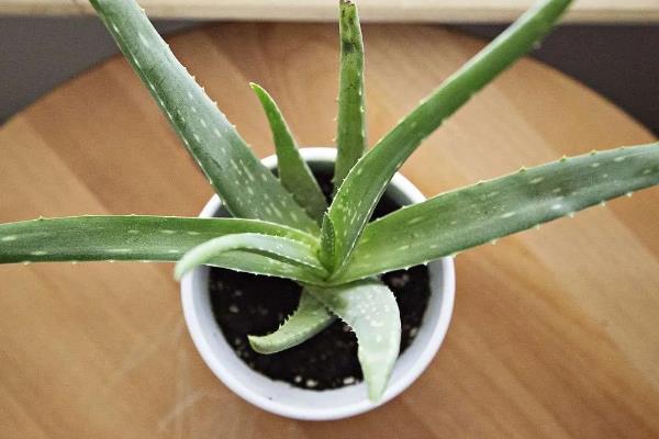 盆栽芦荟的种植条件，一定要使用沙质土壤