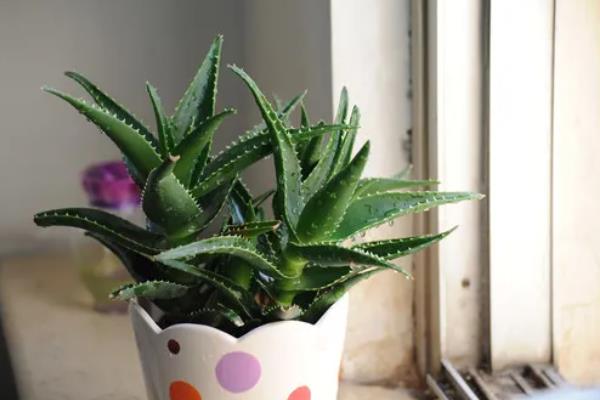 盆栽芦荟的种植条件，一定要使用沙质土壤