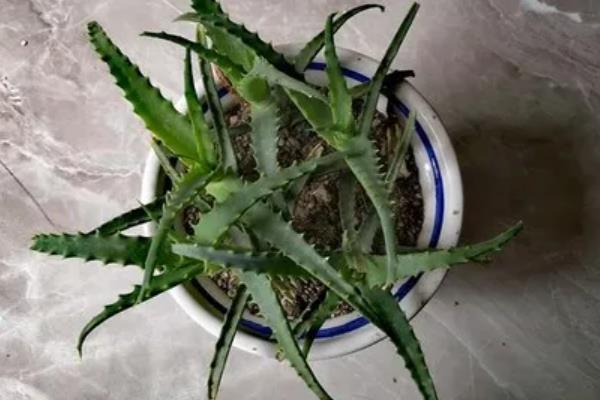 盆栽芦荟的种植条件，一定要使用沙质土壤